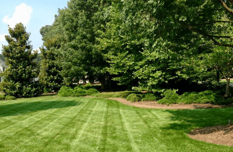 Lawn Care Tips for Each Season for Your Yard