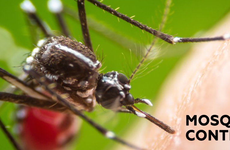 Detailed Guide Of Professional Mosquito Control Services