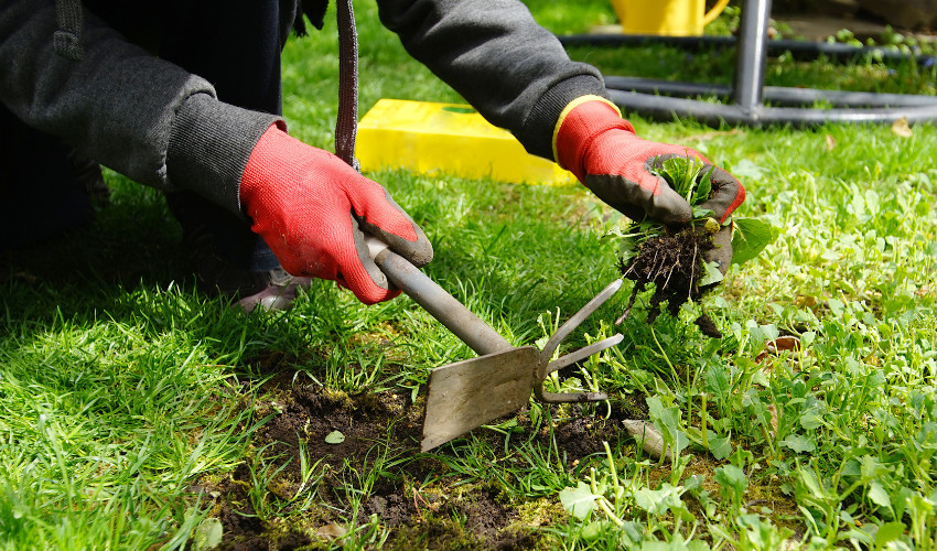 lawn maintenance company
